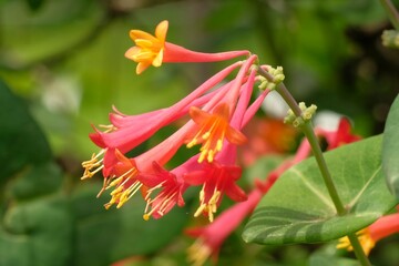 Lonicera sempervirens in full blooming