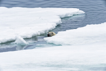 Fototapeta na wymiar Polar Bear (Ursus maritimus) swimming through pack ice, Svalbard Archipelago, Norway