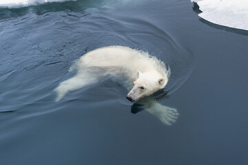 Polar Bear (Ursus maritimus) swimming through pack ice, Svalbard Archipelago, Norway