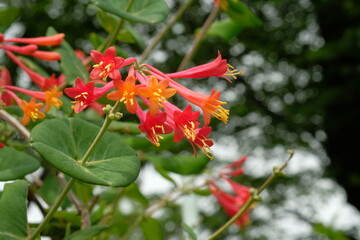 Lonicera sempervirens in full blooming	
