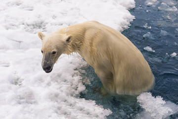 Polar Bear (Ursus maritimus) swimming and getting out of water, Svalbard Archipelago, Norway © Gabrielle