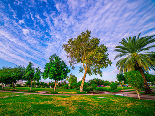 trees in the park