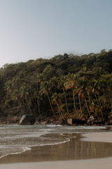 landscape coconut tree