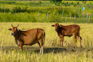 cows grazing in a field