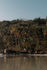 landscape coconut tree