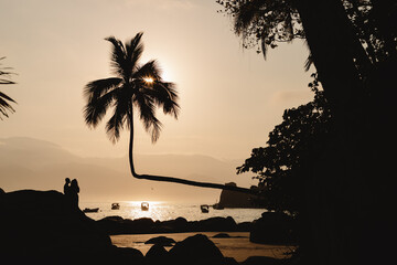 landscape coconut tree