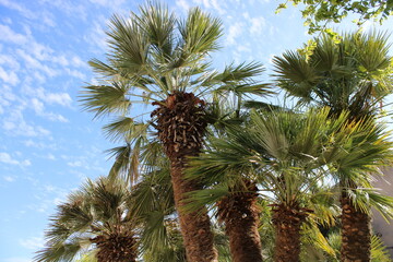 Palmier, aménagement extérieur de jardin