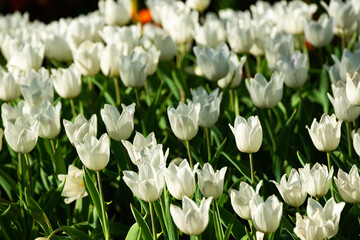 white and red tulips