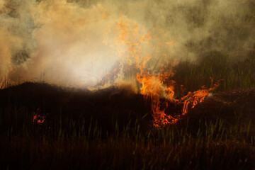 The fire burns rice straw and hay in the field at night. In Northeastern Thailand Southeast Asia
