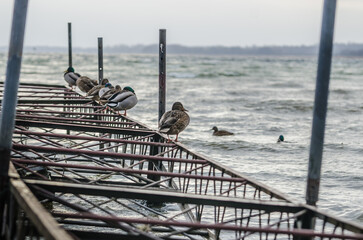 kaczki © michalarcz