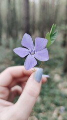 Fototapeta na wymiar flower in the hand