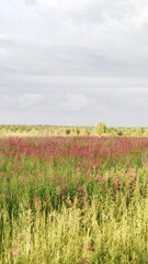 field of poppies
