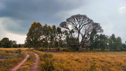 The big shed leaf tree and the yellow dry rice. 