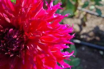 red dahlia flower