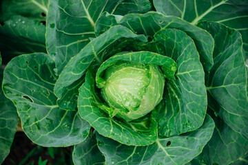 Green fresh cabbage grows in the garden. Large cabbage leaves are wet from the rain. Gardening and agriculture.