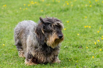 Close up shot of pretty dachshund dog with scruffy fur and happy face stands on grassy lawn on a summers day. 
