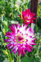 Obraz premium pink dahlia flower