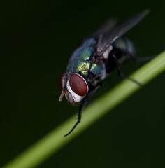 Naklejka premium Closeup of fly in nature ,macro insects