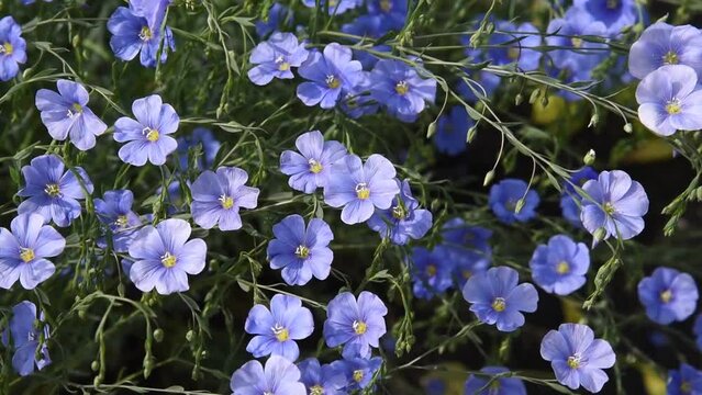 Field flax blue flowers in the wind