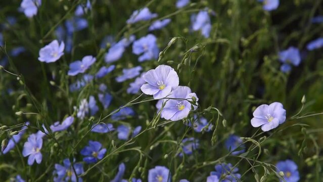 Field flax blue flowers in the wind