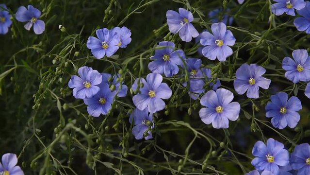 Field flax blue flowers in the wind