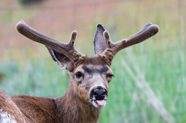 Young deer in the wild looking at the camera sticking his tongue out. Funny animals.