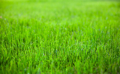 green grass close-up. summer background