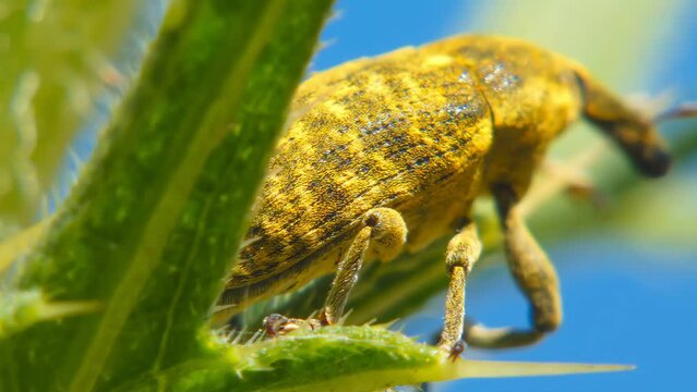 Yellow insect Snout Beetle close-up moves through Milk Thistle leaves