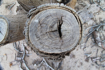 A view of a tree trunk cut with its old bark