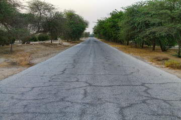 A long and old road full of trees gives a feeling to think about yourself away from the noise