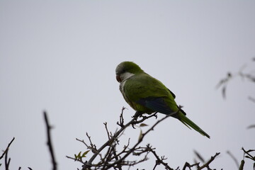 BIRD FLYING IN WHITE AND BLACK, GRAY COLOR