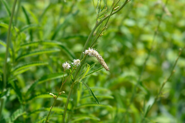 White Oriental Burnet