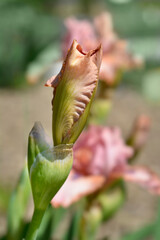 Intermediate bearded iris Lingering
