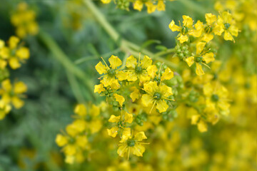 Common rue