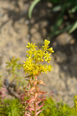 Rock stonecrop Angelina