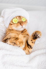 Bengal cat with cucumbers in front of his eyes in the spa.