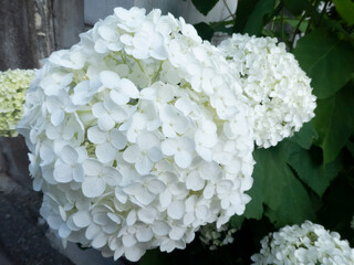 白いアナベルの花
