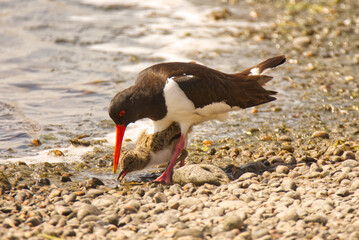 Oyster catcher with Young
