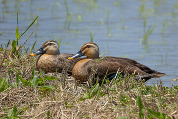 初夏の昼のカルガモのペア