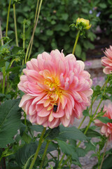 Fototapeta premium Tacoma Washington Flower Garden
