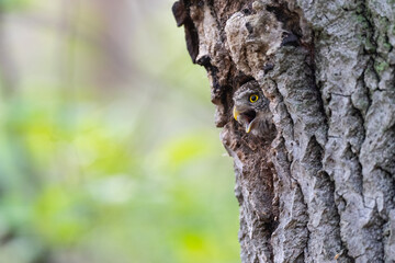 Obraz premium The Eurasian pygmy owl (Glaucidium passerinum) 