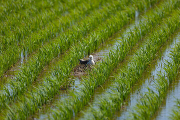 苗の狭間で抱卵するセイタカシギ