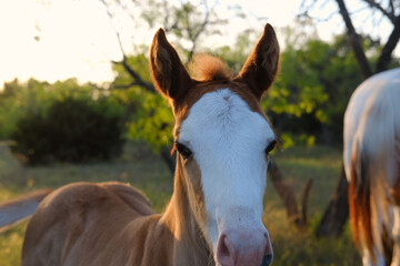 Curious and nosey bald face colt foal horse closeup during Texas summer evening.