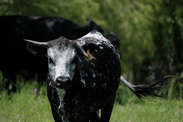 Broken horn on young speckled longhorn cow in Texas ranch field with blurred background.