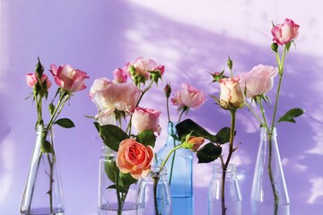 Fresh pink roses in glass transparent vases, flowers for romantic greetings, happy birthday, invitations, postcard
