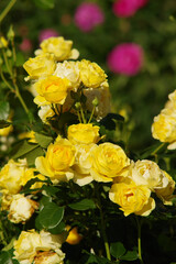 Tacoma Washington Flower Garden