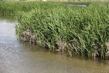 grass and water