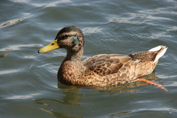 duck on the lake