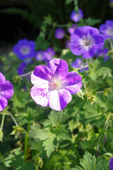 Purple flowers in the garden