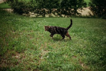 Beautiful striped cat in the grass